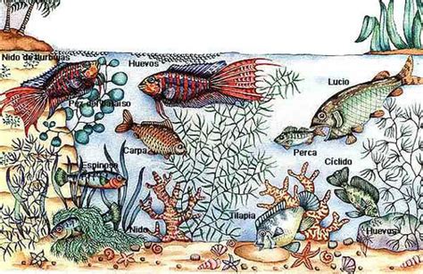 Averiguando las especies de peces que existen, ¿cuántas hay?