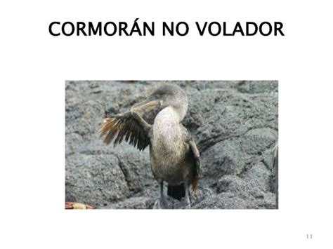 Aves 1: AVES QUE NO VUELAN