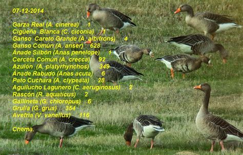 Aves Acuáticas de La Laguna de El Oso  Censos Quincenales ...
