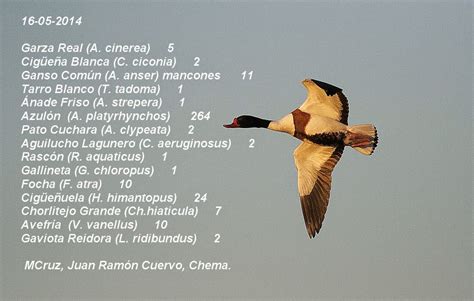 Aves Acuáticas de La Laguna de El Oso  Censos Quincenales ...