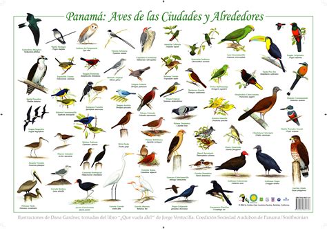 AVES | ANIMALES