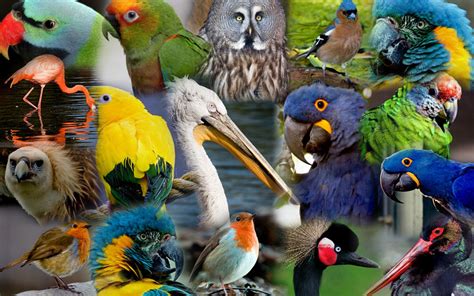 Aves Animales
