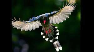 aves animales vertebrados de todo tipo y aspecto sensacional