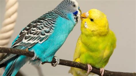 aves animales vertebrados de todo tipo y aspecto sensacional