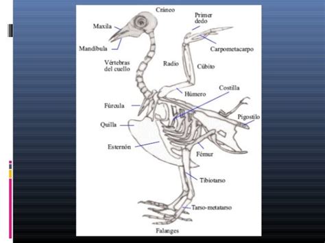 Aves biología