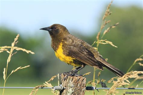 Aves Bonaerenses: Galería de pecho amarillo