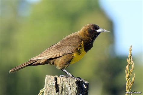 Aves Bonaerenses: Galería de pecho amarillo
