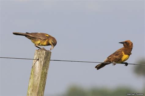 Aves Bonaerenses: Juvenil y adulto de pecho amarillo