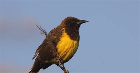 Aves Bonaerenses: Pecho amarillo  Pseudoleistes virescens