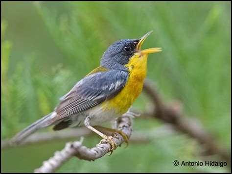 Aves Cantando | Flickr