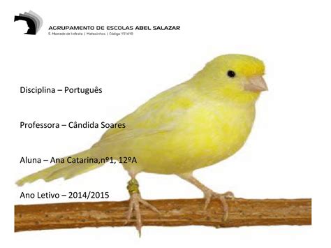 Aves cantoras by Flávio Rebelo   Issuu