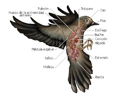 Aves   Caracteristicas Generales