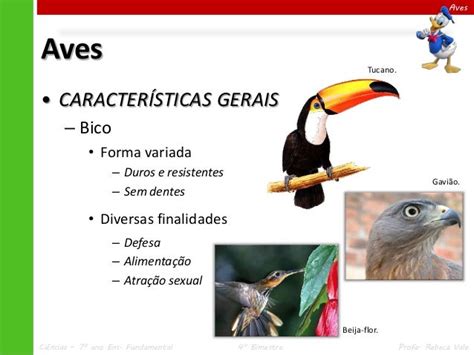 Aves Carenadas Caracteristicas   SEO POSITIVO