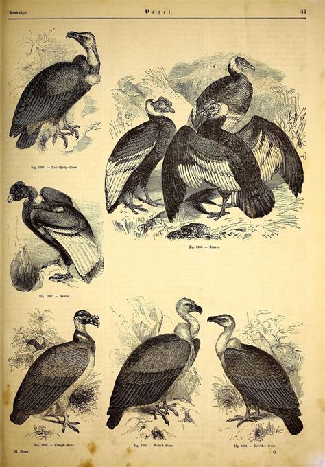 Aves carroñeras  1848  | Aves