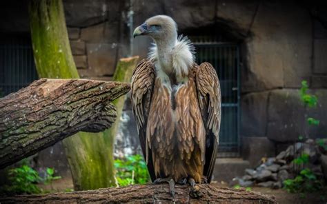 Aves carroñeras: indispensables en la cadena alimentaria