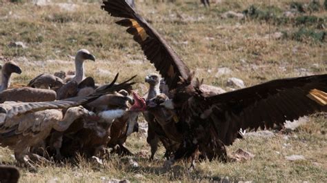 Aves Carroñeras: Qué son, Cuales son, Características y Mucho Más