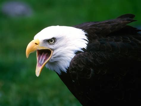 Aves cazadoras | animalzkingdom