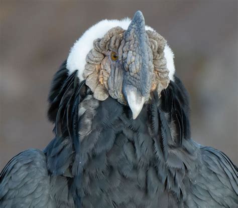 Aves Chile | Unión de Ornitólogos de Chile