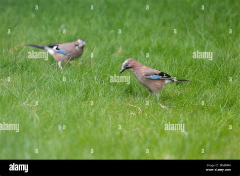 Aves comiendo gusanos fotografías e imágenes de alta resolución ...