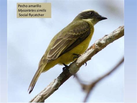 Aves comunes de Valle Central Costa Rica