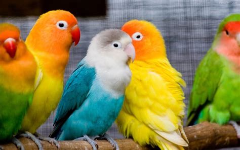 Aves, cuales son más comunes como mascotas   Blog DogMomo