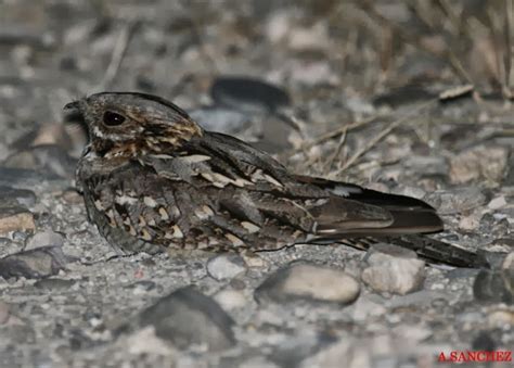 Aves de Aragón : Chotacabras pardo
