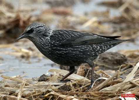 Aves de Aragón : Estornino negro