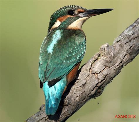 Aves de Aragón : Martín pescador