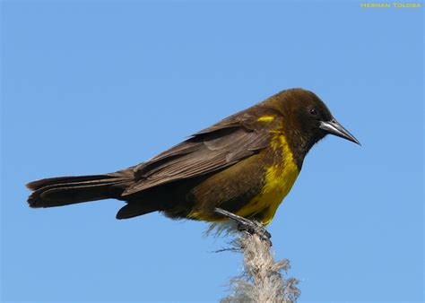Aves de Argentina: Pecho amarillo  Pseudoleistes virescens