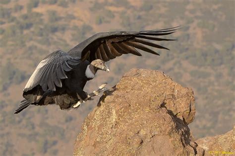 Aves de Bariloche: Cóndor Andino  Vultur gryphus
