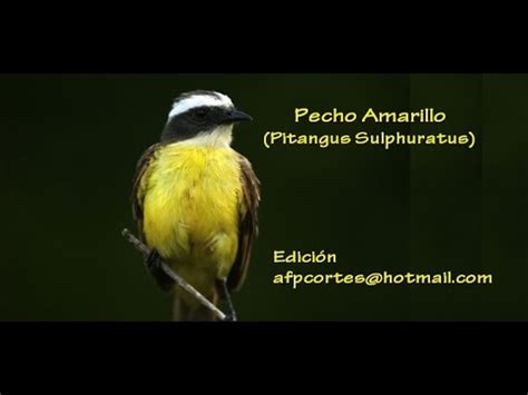 AVES de C.R.: EL PECHO AMARILLO  Pitangus Sulphuratus .wmv   YouTube