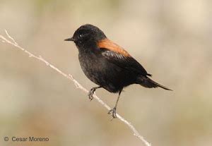 Aves de Chile: Aves Zona Central de Chile