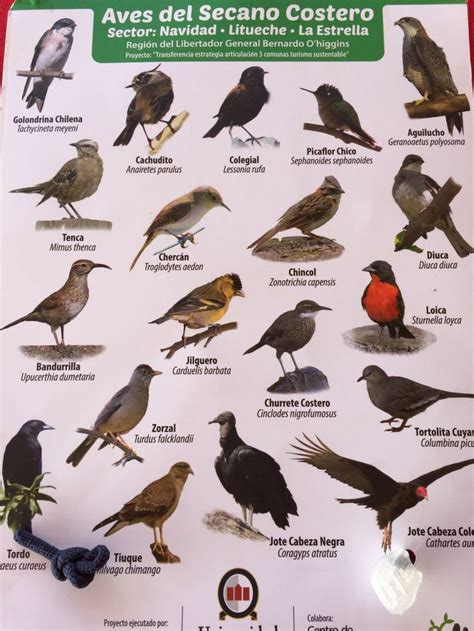 Aves de Chile | birds aRtlas | Aves de chile, Pajaros ...