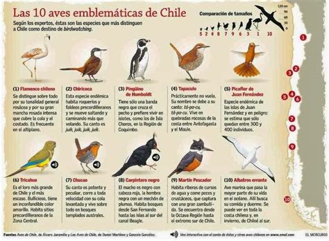 aves de chile   Google Search | Aves de chile, Aves, Fauna chilena