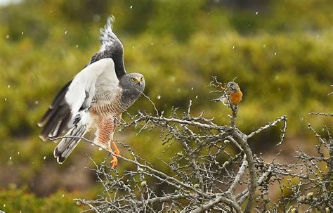 AVES DE CHILE – La Ventana Ciudadana