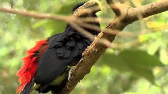 Aves de Colombia   YouTube