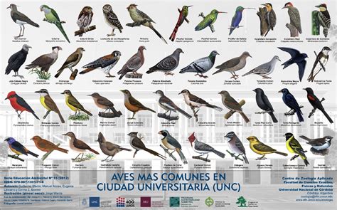 Aves de Córdoba   Ecología en Taringa!