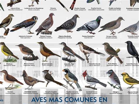 Aves de Córdoba   Ecología en Taringa!