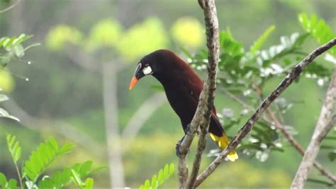 Aves de Costa Rica 2013   YouTube