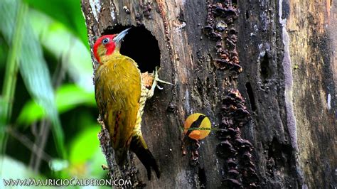 Aves de Costa Rica 2015   YouTube