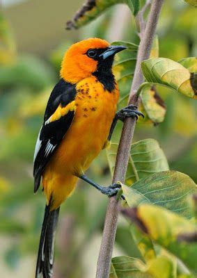 Aves de El Salvador | Birds | Birds, Pretty birds, Bird ...