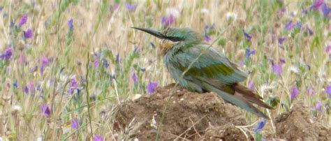 Aves de Extremadura: PRIMER ABEJARUCO PERSA EN EXTREMADURA