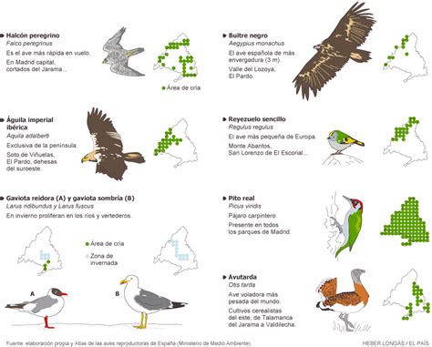 Aves de importancia mundial y local en Madrid | Madrid ...