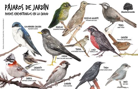 Aves de Jardín  Valparaíso, Viña del Mar, Quilpué  Chile . Ilustraverde ...