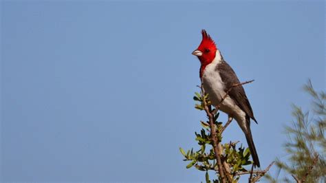 Aves de La Floresta: Cardenal rojo