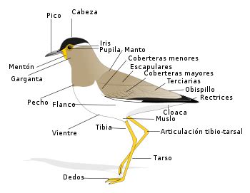 Aves de La Floresta: Identificación de aves