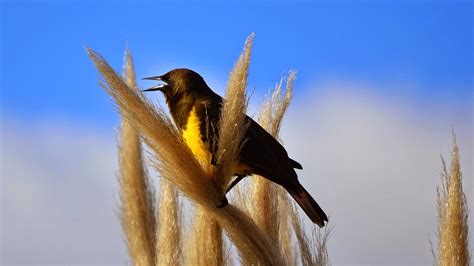 Aves de La Floresta: Pecho amarillo