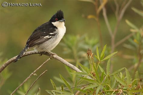 Aves de la provincia de Santa Fe: SL01 Complejo Isleño del río Paraná ...