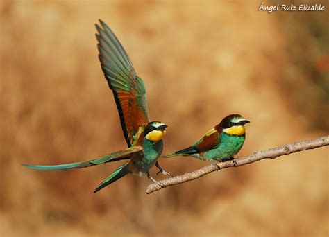 Aves de la Ría de Ajo: Abejarucos: colorido estival...