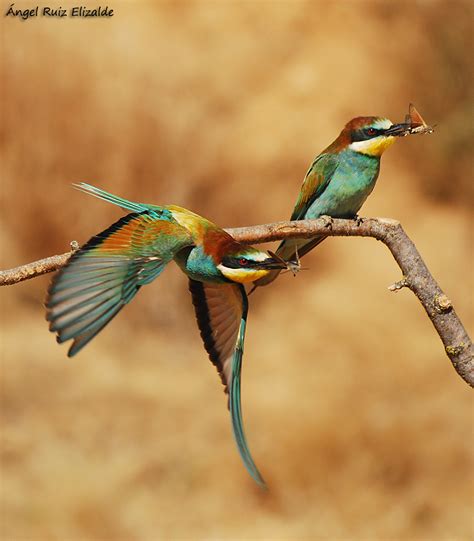 Aves de la Ría de Ajo: Abejarucos en acción...